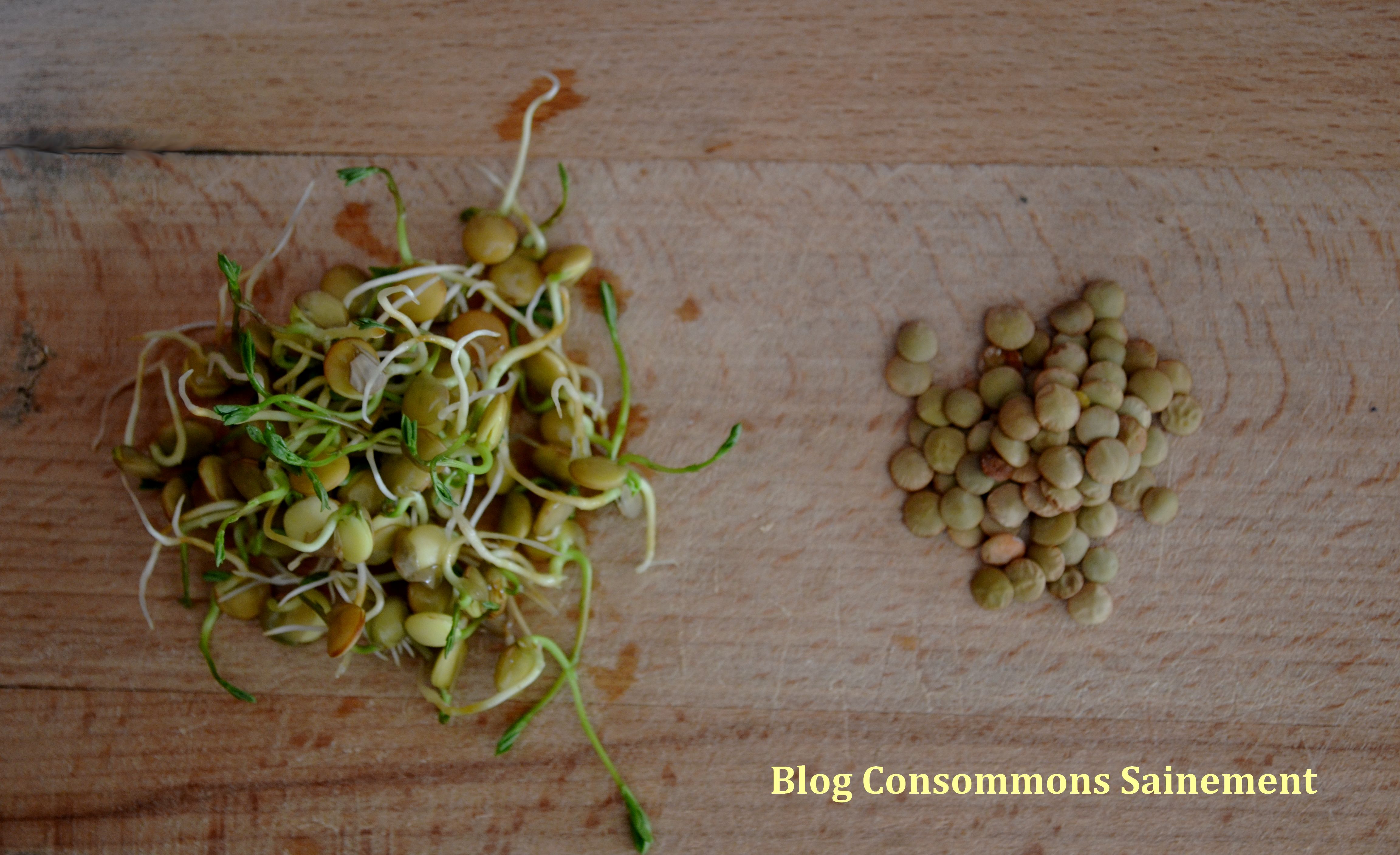 Comment réaliser des graines germées sans acheter de germoir ? Consommer  Durable
